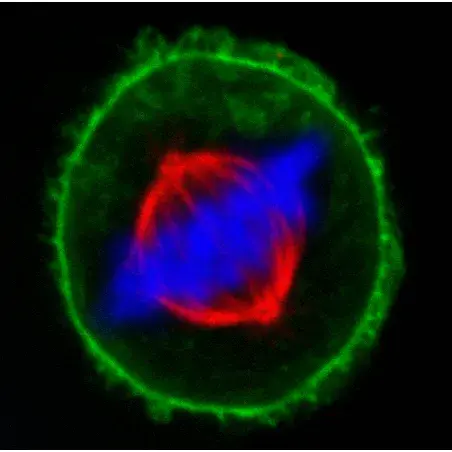 [GEN-N321210] Upright freezer rack, height 50, 5x2 = 10 boxes