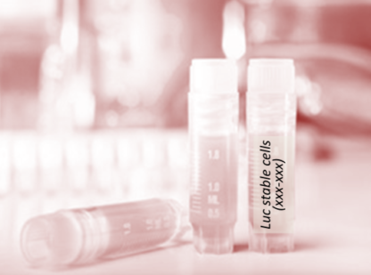 [SK-AKTIIV-193] Luciferase-Labeled ES-2 Cells (ES-2 + LUC)